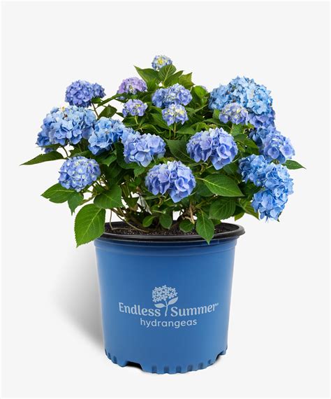 Endless Summer Hydrangea For Sale Online | The Tree Center