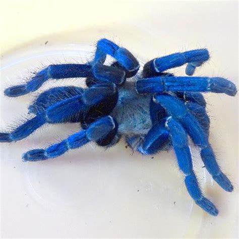 Cobalt Blue Tarantula females