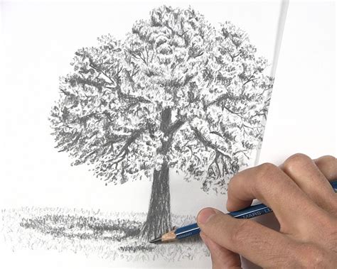 How to Draw a Tree with Leaves - Let's Draw Today