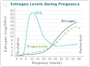 Estrogen Levels | SheCares.com