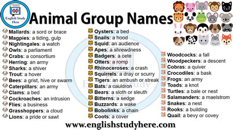 Animal Group Names - English Study Here