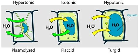 Hypotonic Solution - Definition & Examples | Biology Dictionary