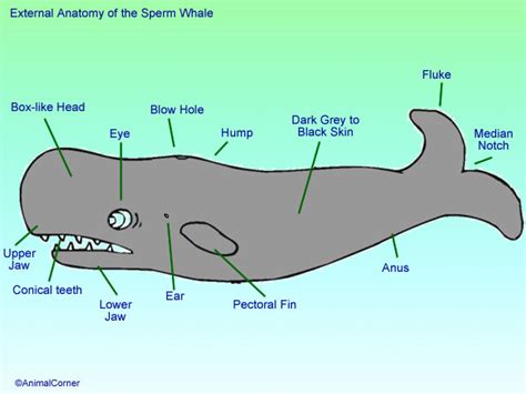 Sperm Whale Anatomy Diagram