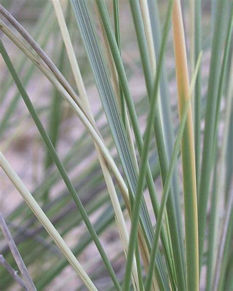 Ammophila arenaria