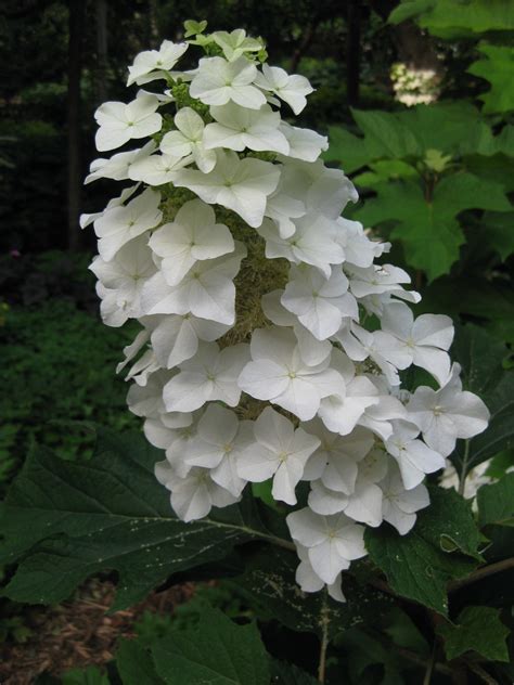 The Stately Oakleaf Hydrangea | Rotary Botanical Gardens