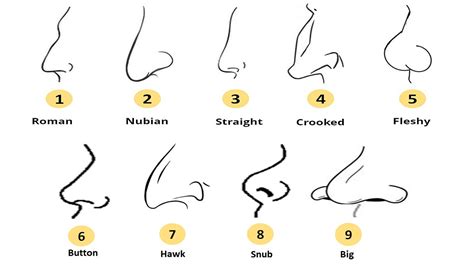 Different Nose Shapes Types