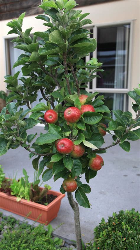 Dwarf Fruit trees produced by Waimea Nurseries