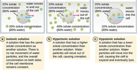 Hypotonic solution Definition and Examples - Biology Online Dictionary