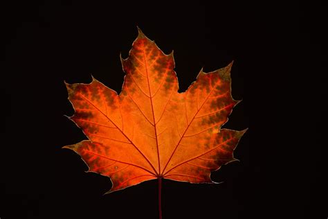 Maple Leaves in Fall - Steven Vandervelde Photography