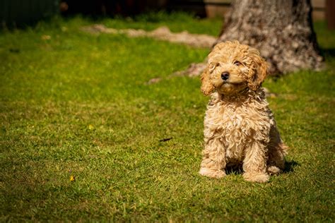 Download Brown Poodle Puppy On Grass Wallpaper | Wallpapers.com