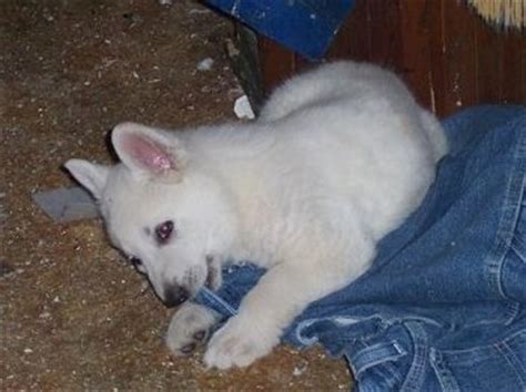 American White Shepherd Dog Breed Pictures, 1