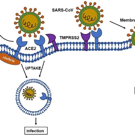 Changes of ACE2 expression and key role of immune function after ...