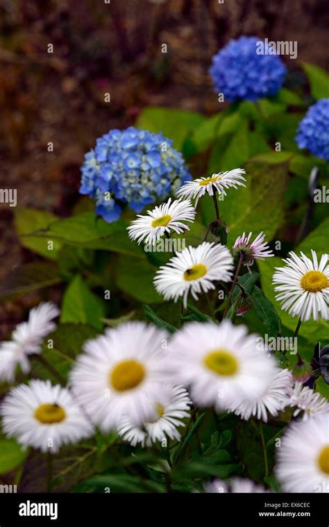 hydrangea macrophylla bailmer blue flowers inflorescence erigeron snow ...