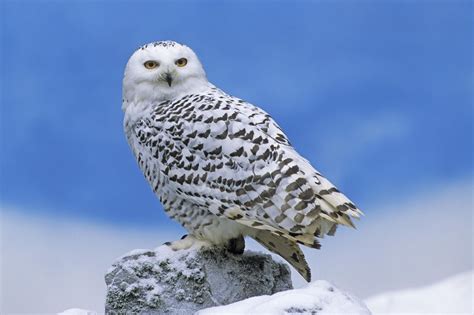 Snowy Owl | Animal Wildlife