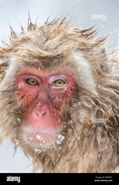 Snow Monkeys, Nagano, Japan Stock Photo - Alamy