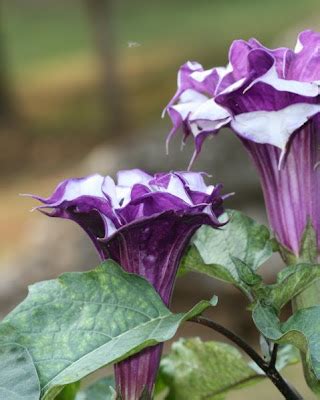 Photography by Leedra: Purple Angel Trumpet Tree