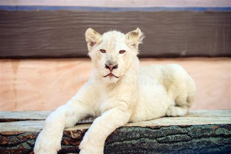 White lion cub stock image. Image of young, predator - 163324305