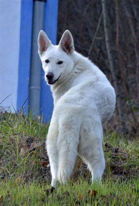 White Swiss Shepherd Dog-Puppies and Dogs for Sale – Jelena Dogshows