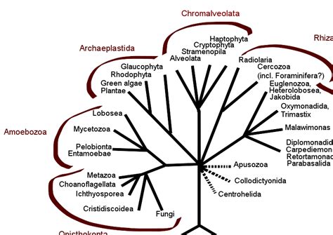 8.16A: Phylogeny of the Eukarya - Biology LibreTexts