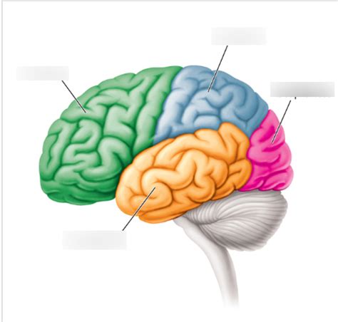 brain lobes Diagram | Quizlet