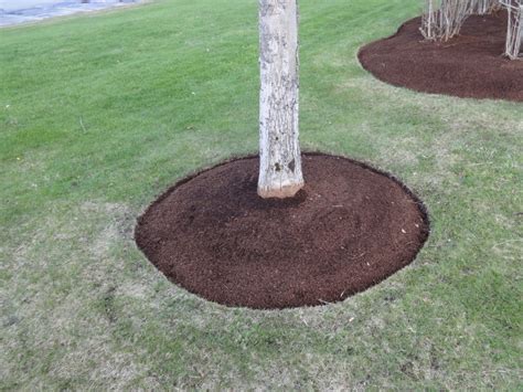 Proper Tree Mulching Techniques - Terrapin Landscapes