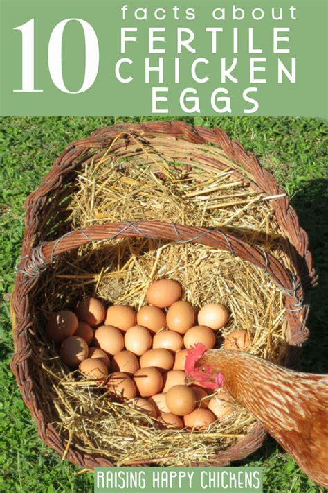 10 Facts About Fertile Chicken Eggs