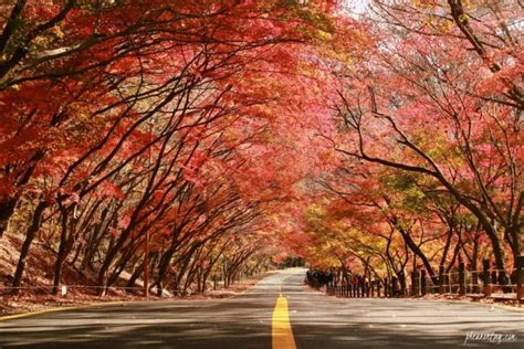 jeju autumn foliage,jeju autumn itinerary,jeju autumn month,jeju fall ...