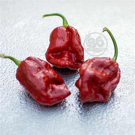 Chocolate Ghost Pepper Seeds - 86peppers