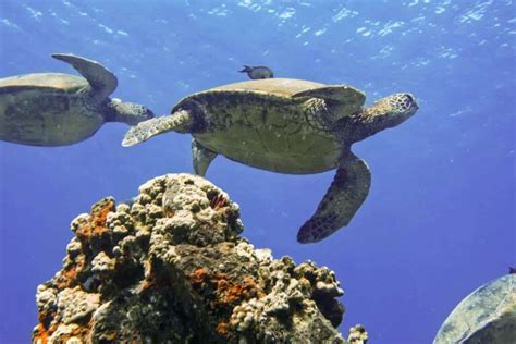 Deep Dive into Turtle Town: A Maui Snorkeling Experience You Shouldn't ...