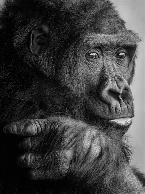 Gorilla Vs. Chimpanzee - Animals Around The Globe