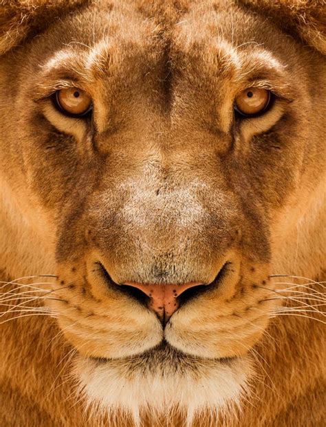 Lioness Close-up Portrait, Face of a Female Lion Stock Photo - Image of ...