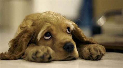 Cute Puppy Eyes