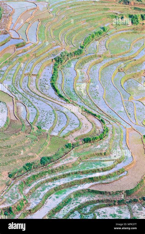 Rice terraces, Sapa, Vietnam Stock Photo - Alamy