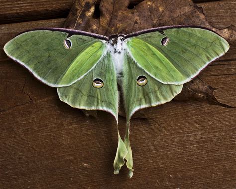 10 Moths Wallpapers - Wallworld