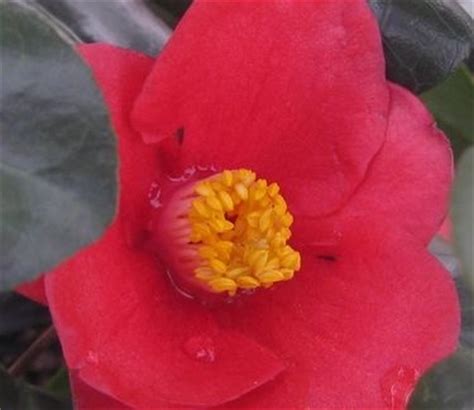 31 best images about GARDEN - CAMELLIAS (ZONE 6 - COLD HARDY) on ...