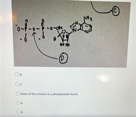 Solved Which of the linkages is a phosphoester bond? D C | Chegg.com