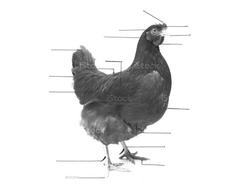 Hen External Anatomy Quiz