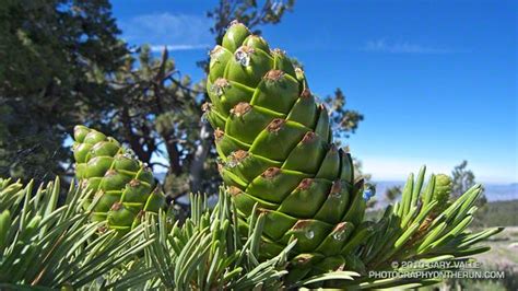 Limber Pine Cone