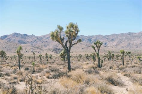 Cacti cactus desert dry flora hot landscape mojave Photos in .jpg ...