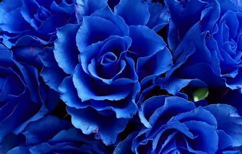 Blue Rose – Meaning and Symbolism – Palatial Petals