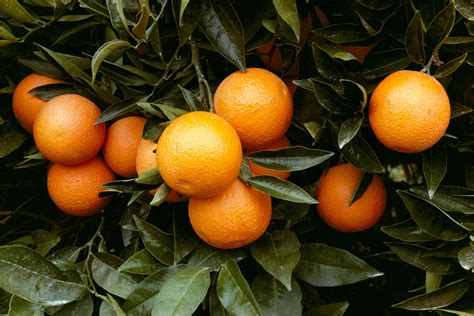 How to Grow and Care for Orange Trees