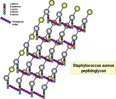 Peptidoglycan: Structure, Function • Microbe Online