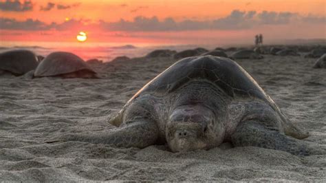 A Guide To Galapagos Islands Conservation & Responsible Travel Page 1 of 0