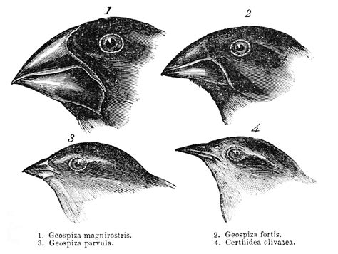 Evolution - Wikipedia