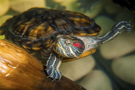 11 Red Eared Slider Tank Mates (Species, Origins + More)