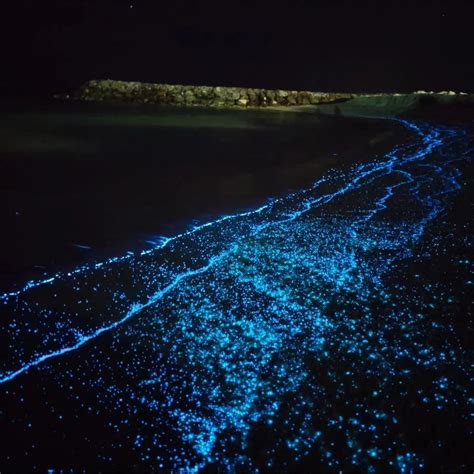 Maldives observes rare Bioluminescence Plankton season! - IMTM