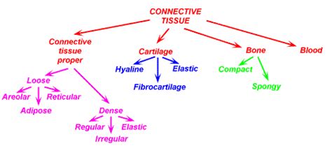 Functions of connective tissue