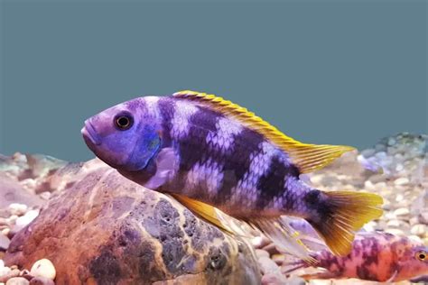 African Cichlid Tank Mates - Aquariumia