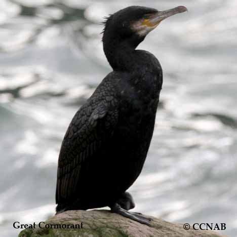 Cormorant North America | Great Cormorant | North American Birds ...