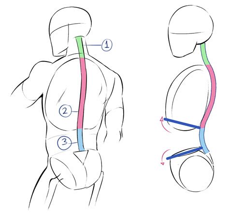 How To Draw Basic Anatomy - Kingdomclimate Murasakinyack